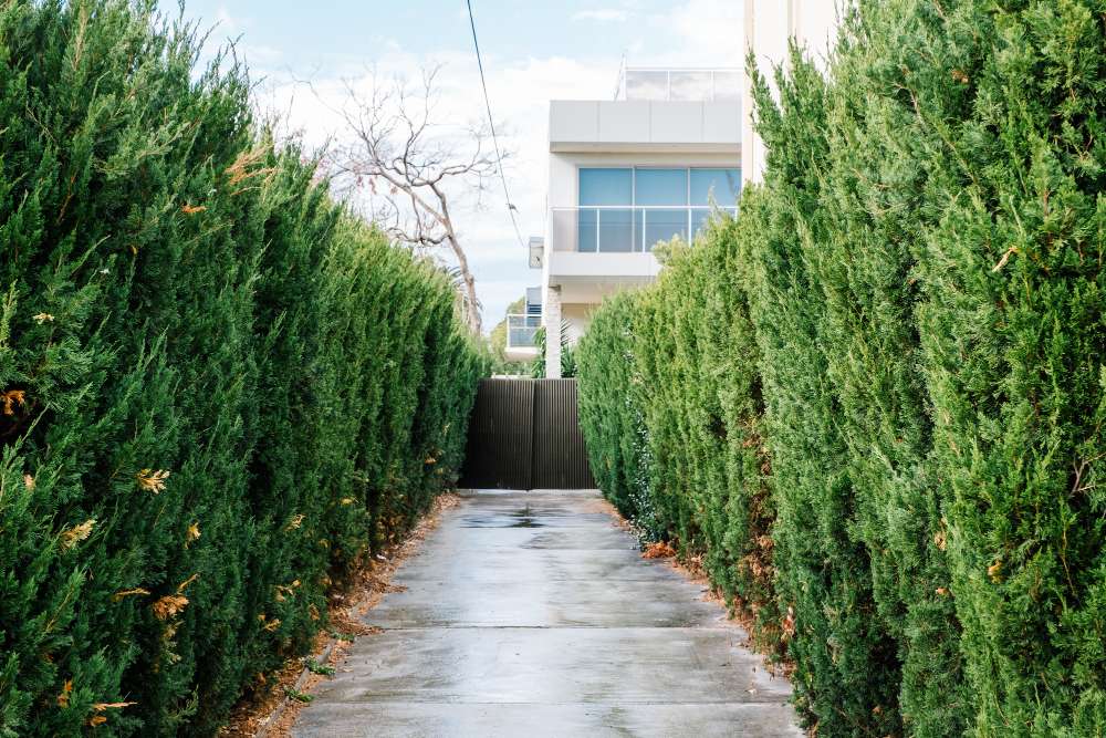 Savoir quand tailler une haie de jardin permet de maintenir un espace extérieur agréable, dense et plein de vitalité. La période de taille ne s’improvise pas.